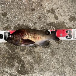 釣れたら楽しいね